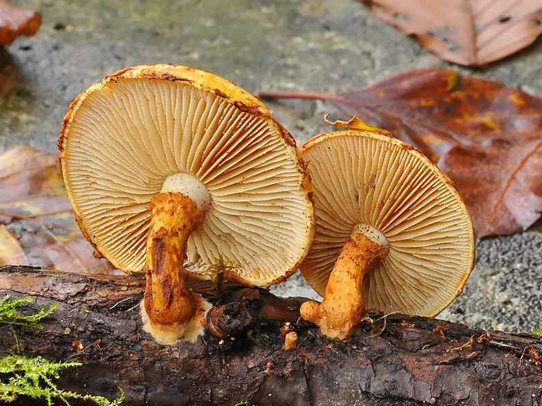 Pholiota lucifera