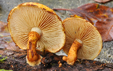 Pholiota lucifera