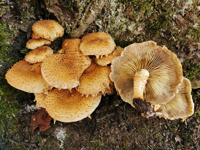 Pholiota squarrosa