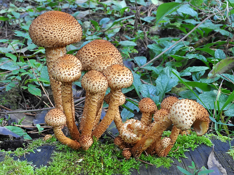 Pholiota squarrosa