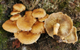 Pholiota squarrosa