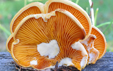 Phyllotopsis nidulans