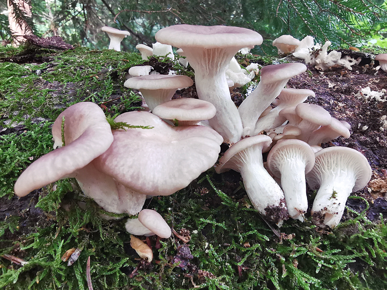 Pleurotus pulmonarius