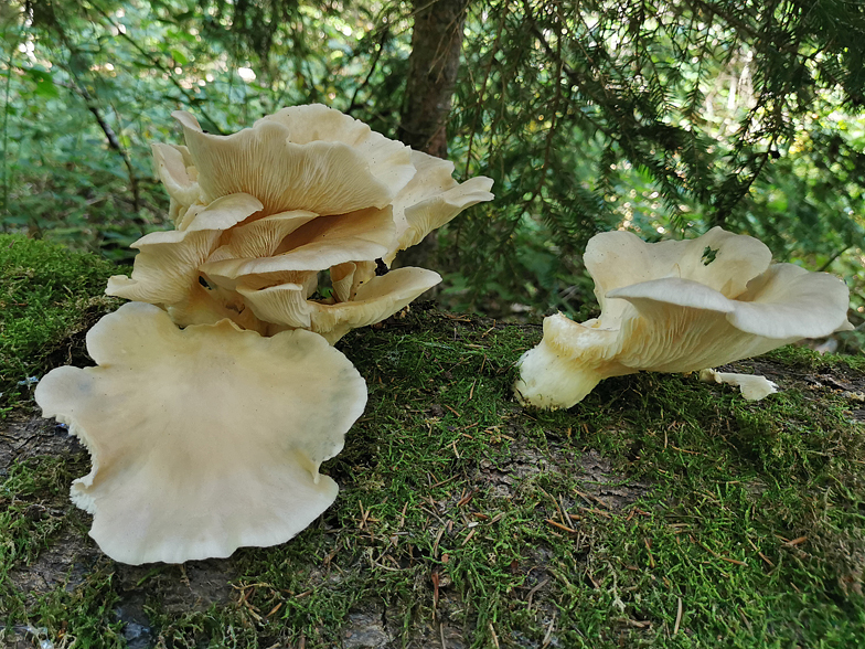 Pleurotus pulmonarius