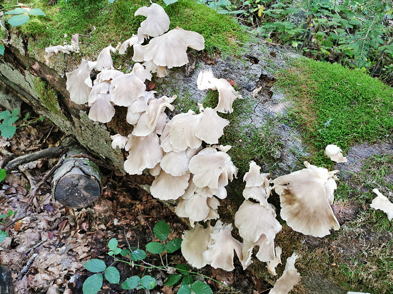 Pleurotus pulmonarius