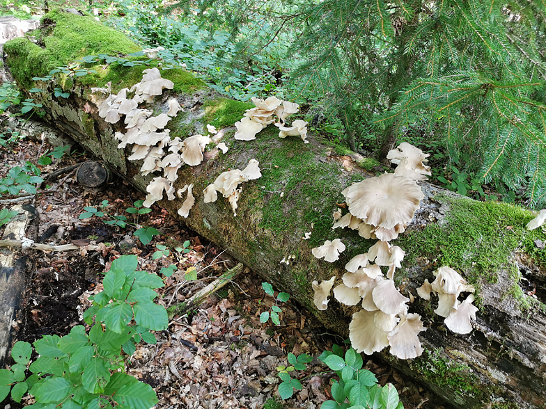 Pleurotus pulmonarius