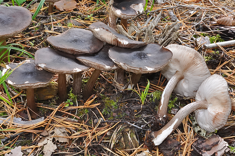 Pluteus atromarginatus