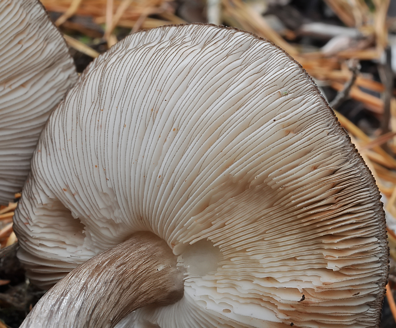 Pluteus atromarginatus