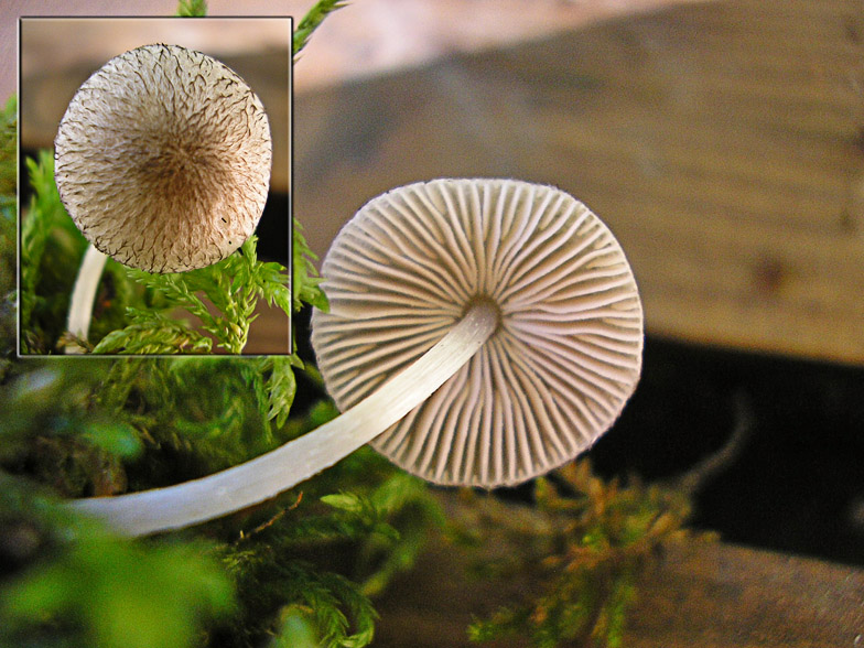 Pluteus hispidulus