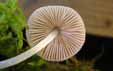 Pluteus hispidulus