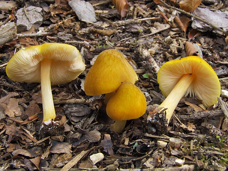 Pluteus leoninus