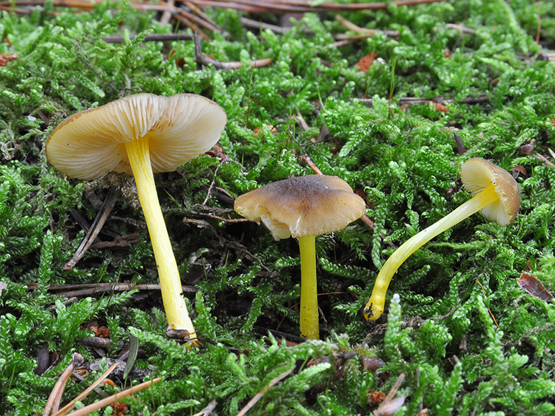 Pluteus romellii