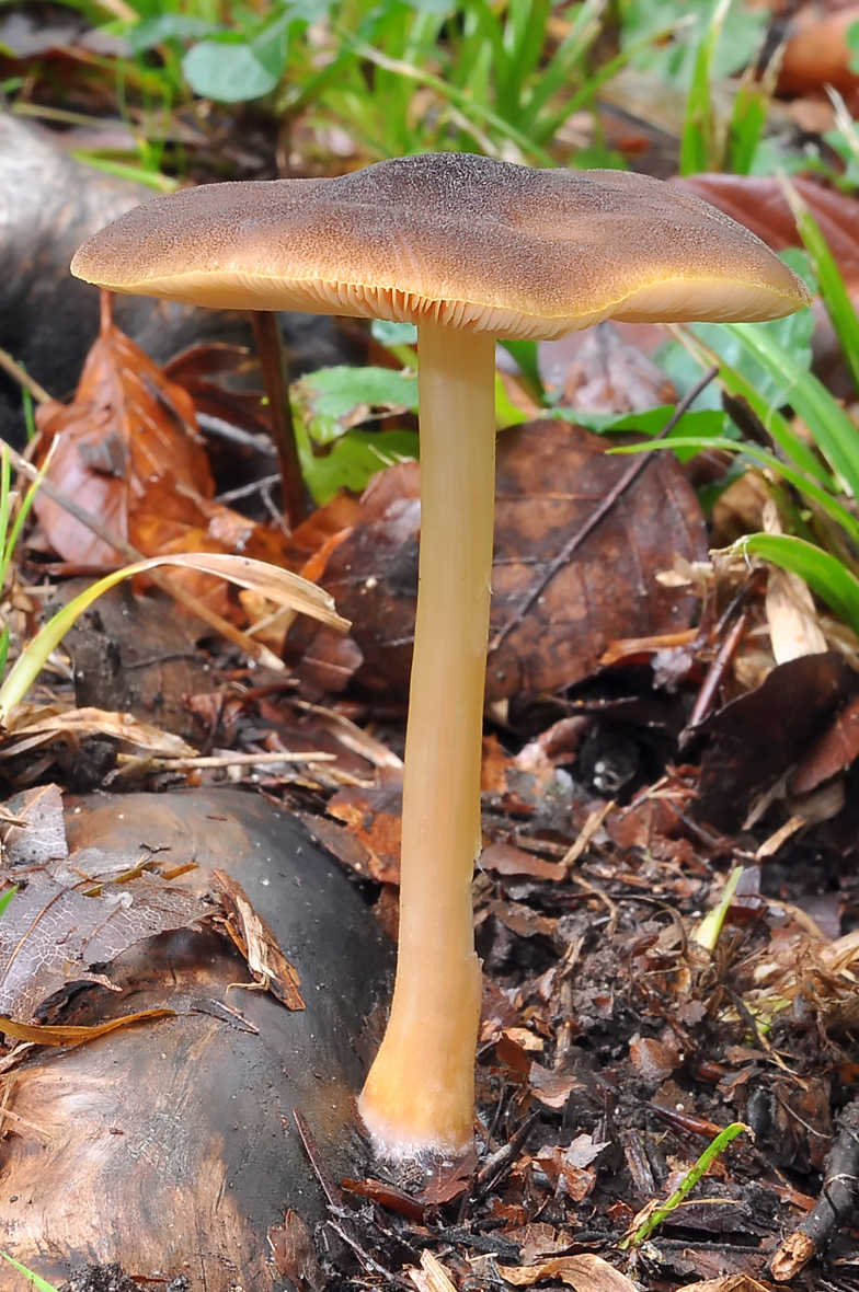 Pluteus romellii