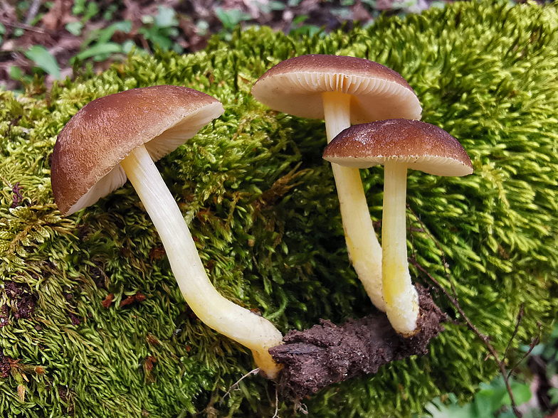 Pluteus romellii