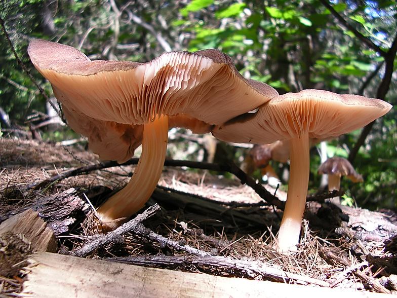 Pluteus roseipes