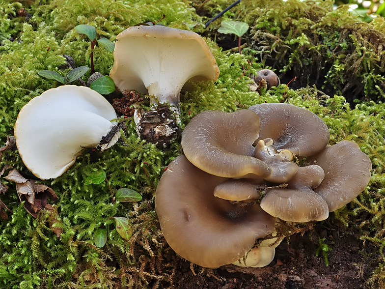 Polyporus durus