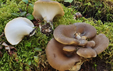 Polyporus durus