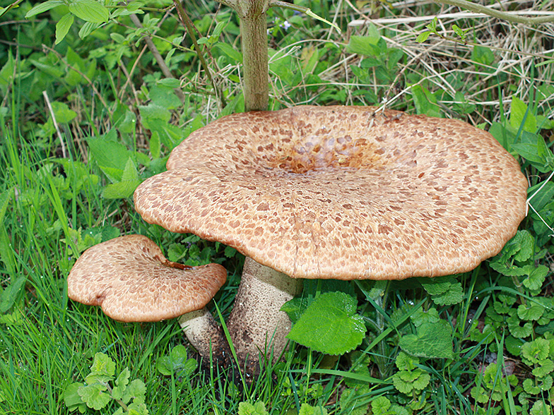 Polyporus squamosus