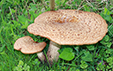 Polyporus squamosus