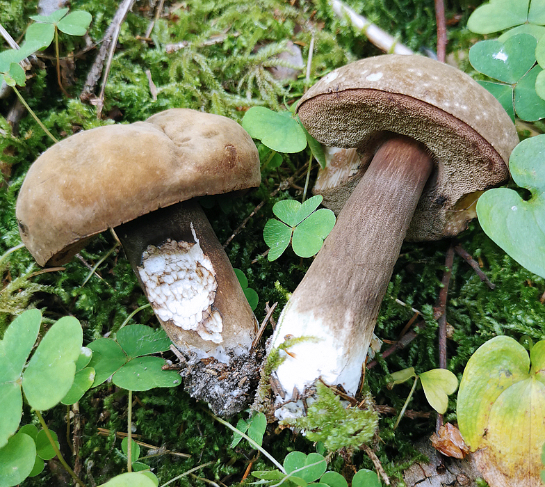 Porphyrellus porphyrosporus