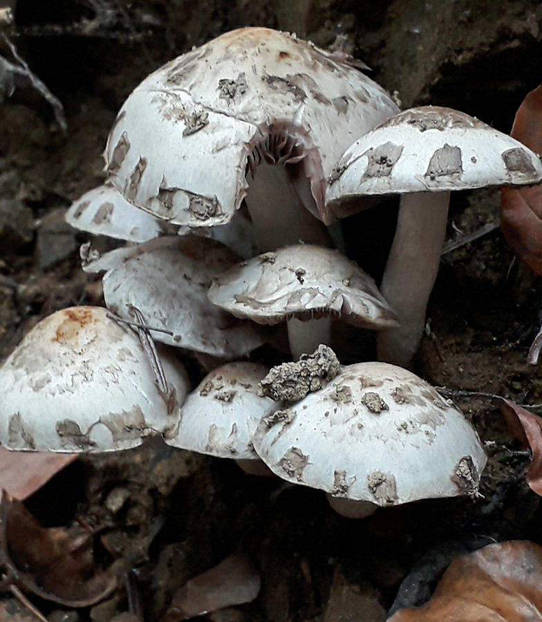 Psathyrella cotonea