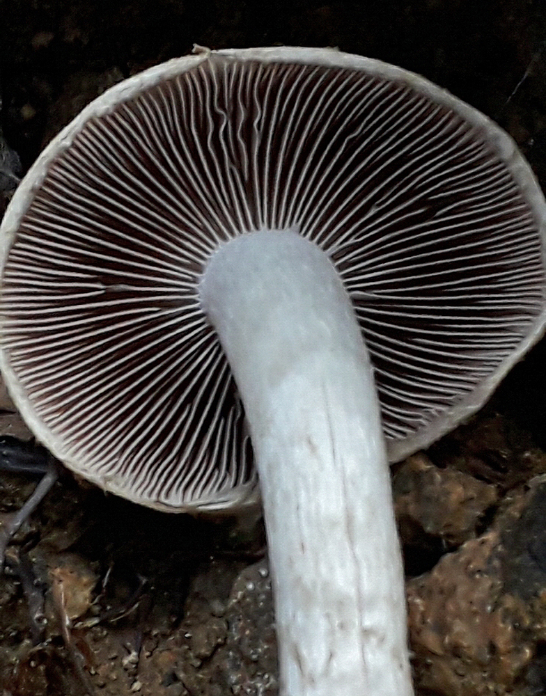 Psathyrella cotonea