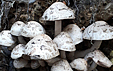 Psathyrella cotonea