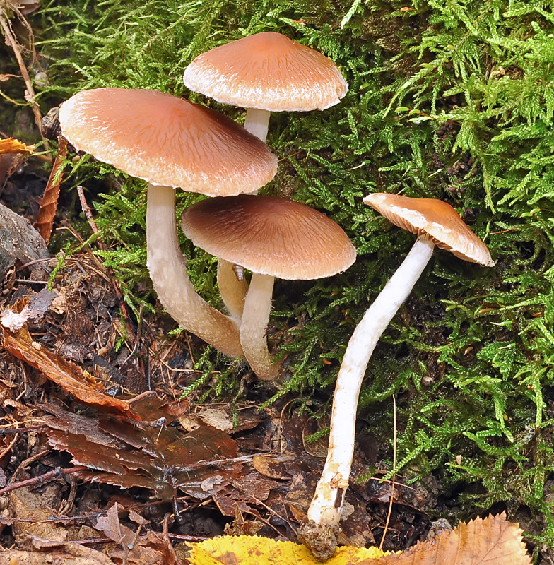 Psathyrella gossypina