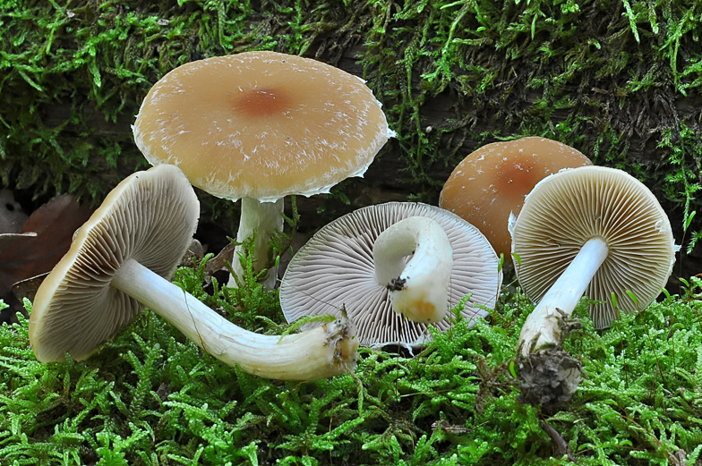 Psathyrella gossypina 3