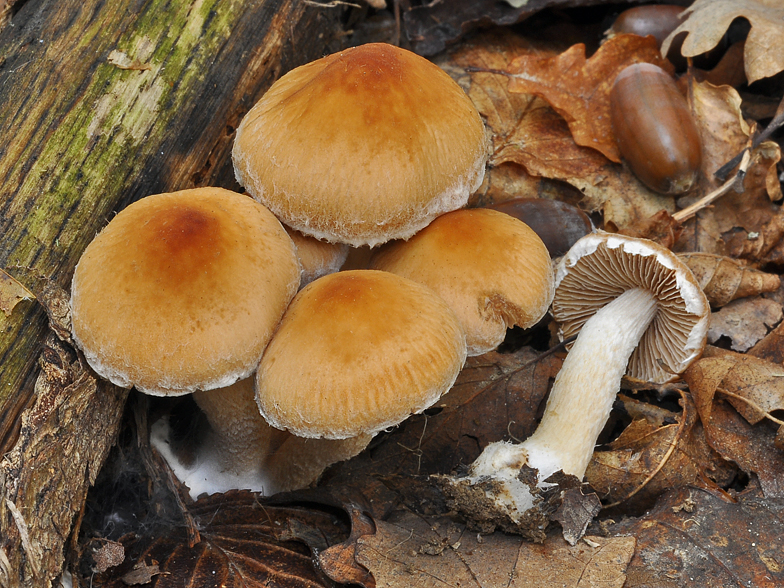 Psathyrella gossypina