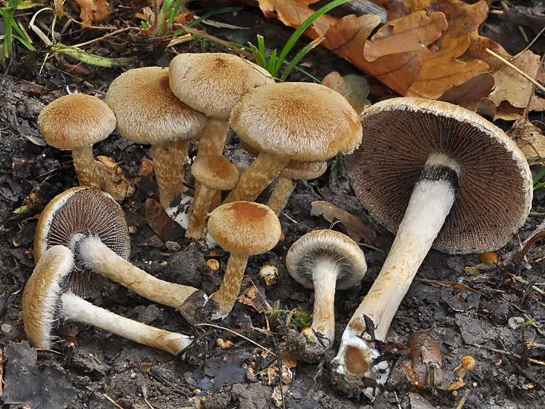 Psathyrella lacrymabunda