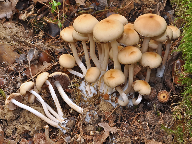 Psathyrella leucotephra