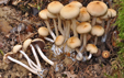 Psathyrella leucotephra