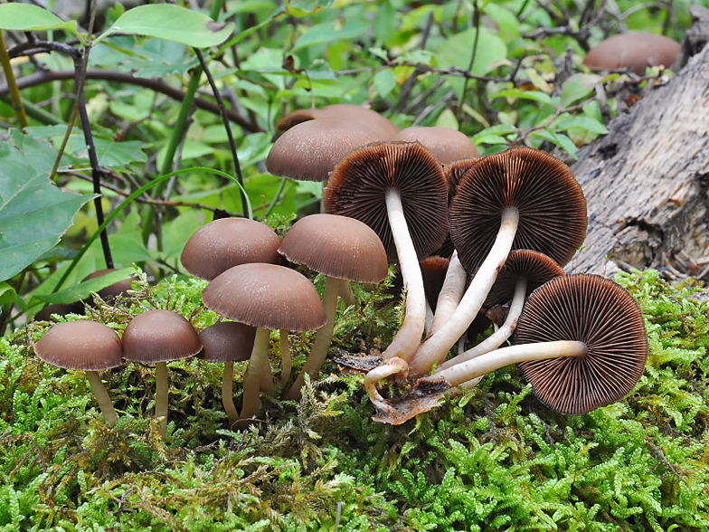 Psathyrella piluliformis