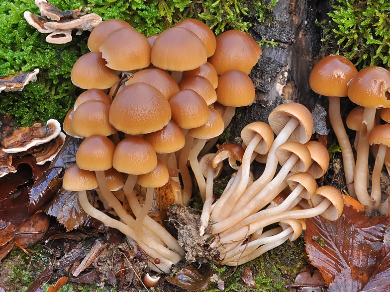 Psathyrella piluliformis