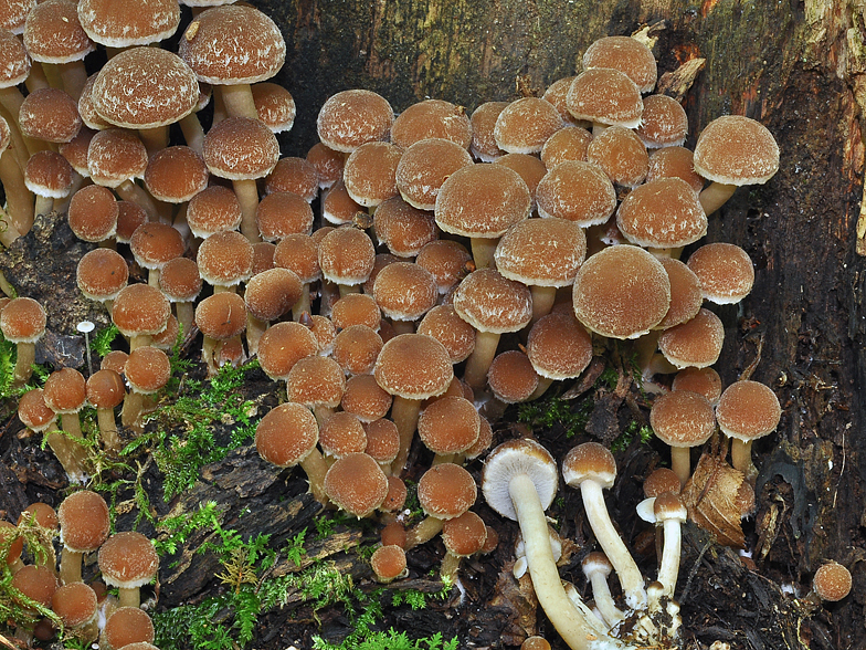 Psathyrella piluliformis