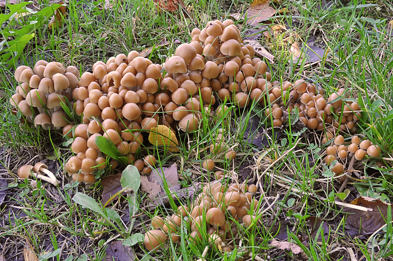 Psathyrella piluliformis