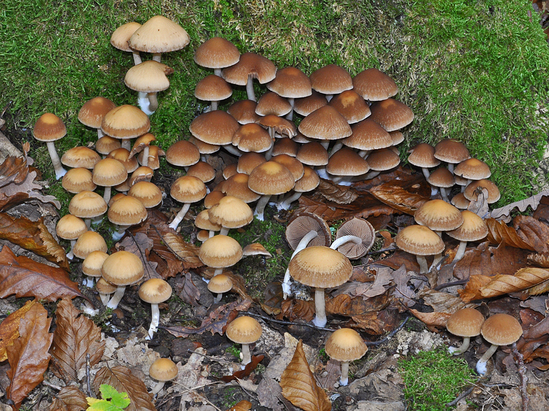 Psathyrella piluliformis