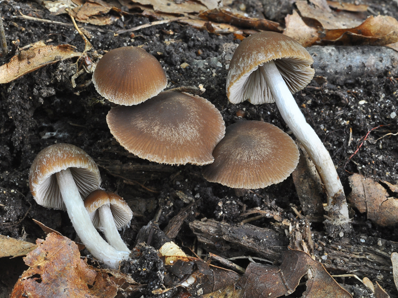 Psathyrella senex