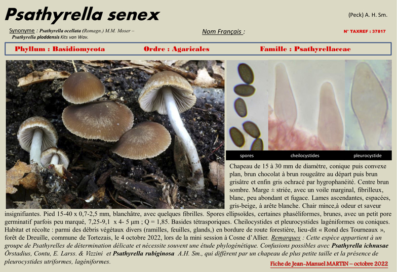 Psathyrella senex fiche