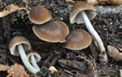 Psathyrella senex