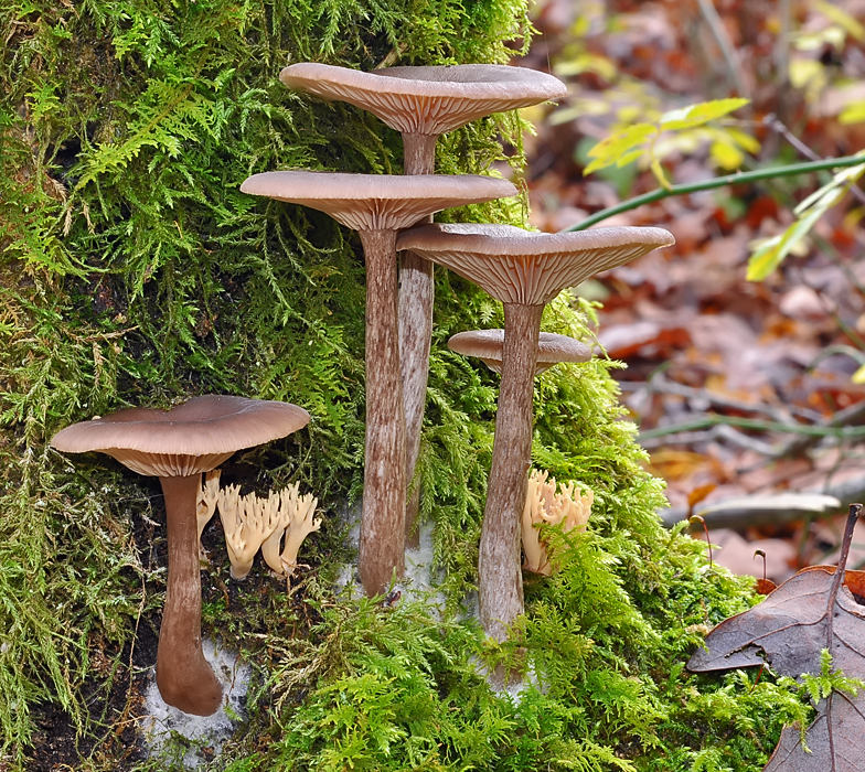 Pseudoclitocybe cyathiformis