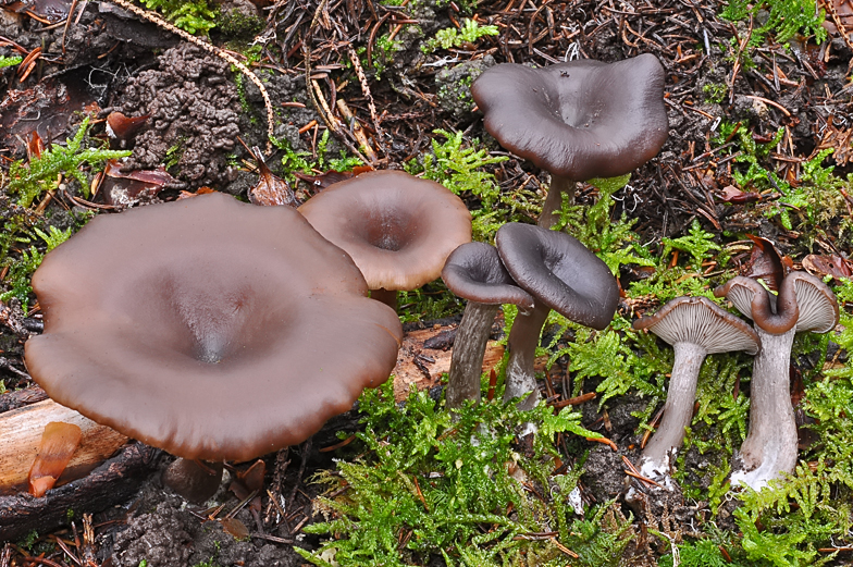 Pseudoclitocybe cyathiformis