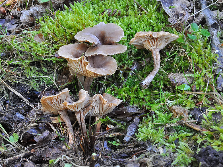 Pseudoomphalina compressipes