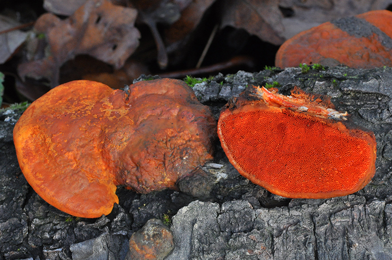 Pycnoporus cinnabarinus