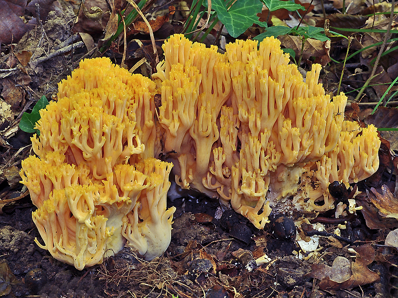 Ramaria aurea