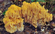 Ramaria aurea