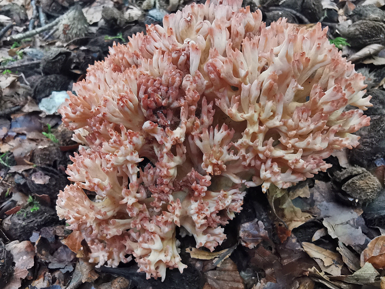 Ramaria botrytis