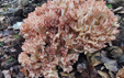 Ramaria botrytis