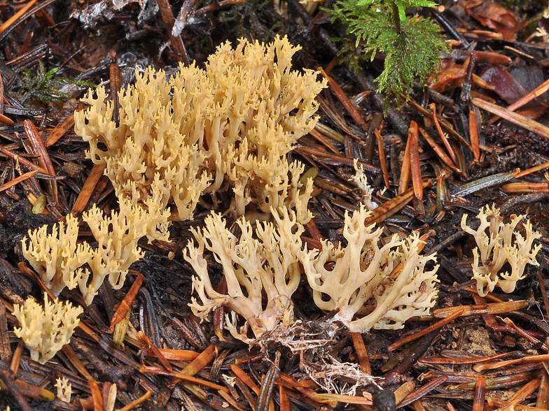 Ramaria flaccida